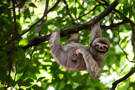 wild sloths in costa rica Top Mobile Casino Anbieter und Spiele für die Schweiz